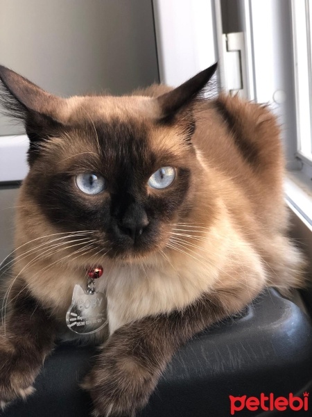 Siyam Kedisi, Kedi  Boby fotoğrafı