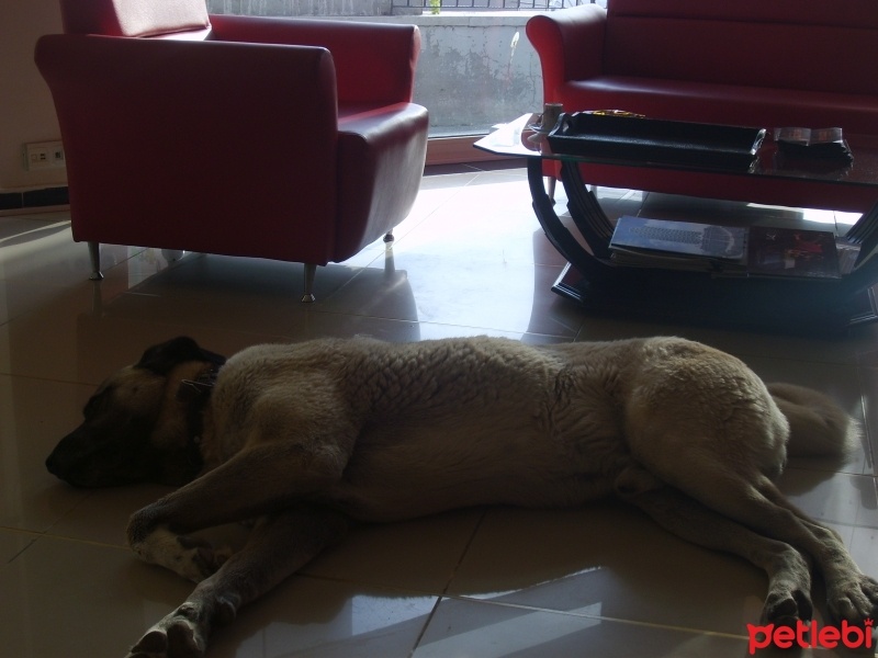Kangal, Köpek  YAMAN fotoğrafı