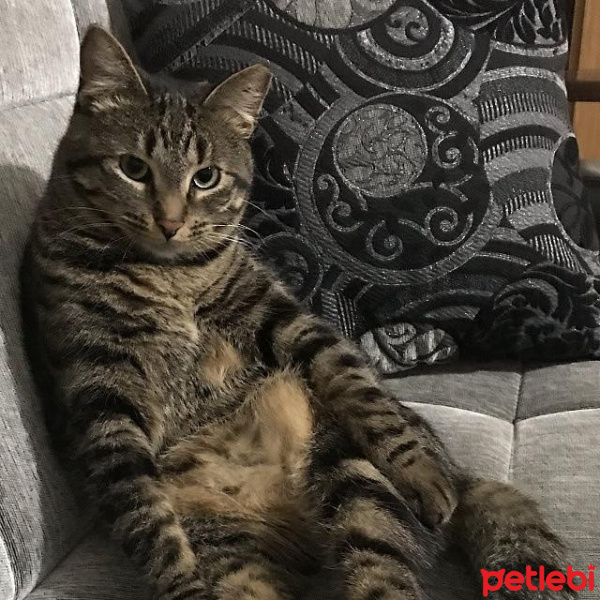 Tekir Kedi, Kedi  Maya fotoğrafı