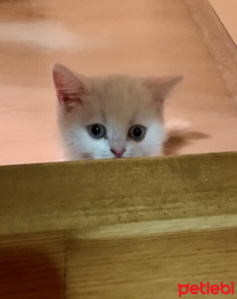 British Shorthair, Kedi  Luna fotoğrafı