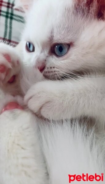 British Shorthair, Kedi  Luna fotoğrafı