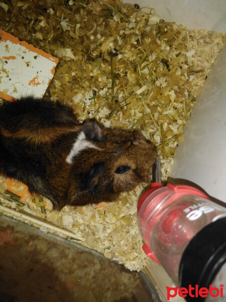 Guinea Pig, Kemirgen  Gofret fotoğrafı