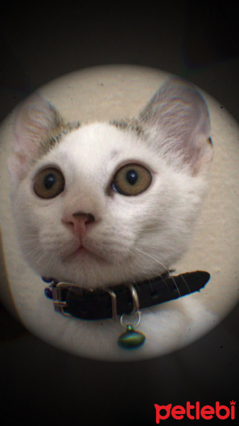 Tekir Kedi, Kedi  Danilo fotoğrafı
