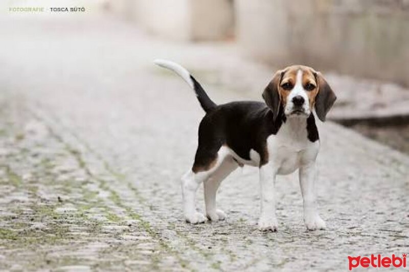 Ankara Kedisi, Kedi  pamuk fotoğrafı