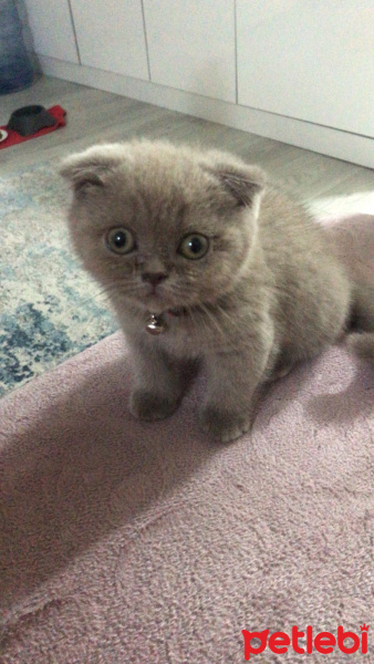 Scottish Fold, Kedi  leo fotoğrafı