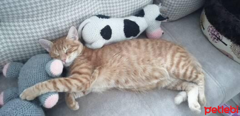 Tekir Kedi, Kedi  Mango fotoğrafı
