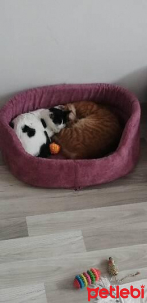Tekir Kedi, Kedi  Mango fotoğrafı