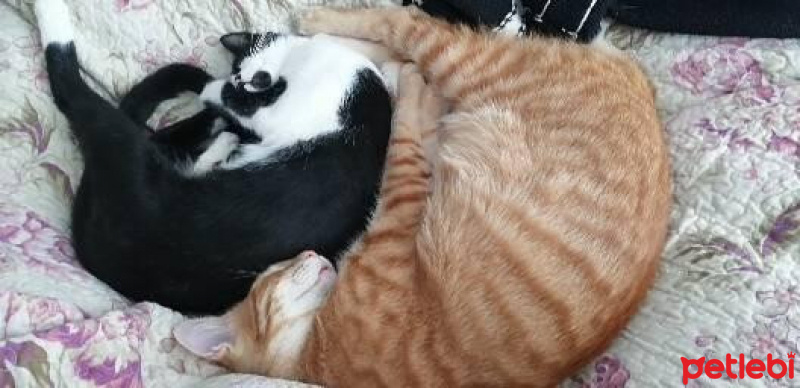Tekir Kedi, Kedi  Sapık fotoğrafı