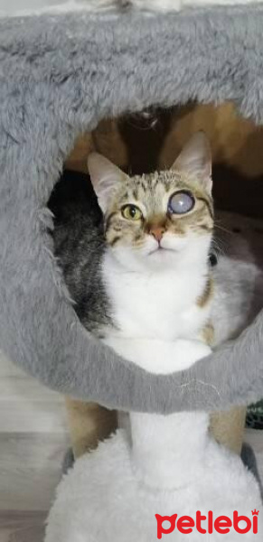 Tekir Kedi, Kedi  Gri fotoğrafı