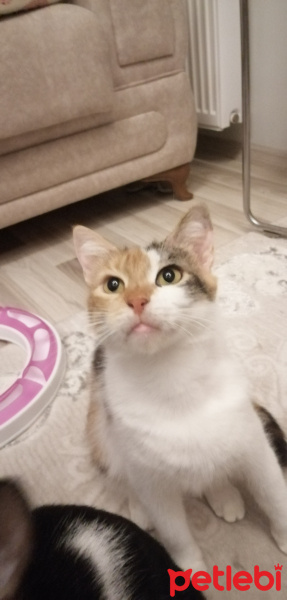 Tekir Kedi, Kedi  Pakize fotoğrafı