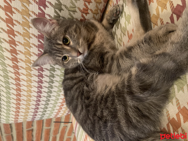 Tekir Kedi, Kedi  Dudu fotoğrafı