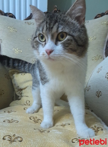 Tekir Kedi, Kedi  Cingöz fotoğrafı