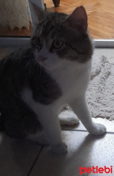 Tekir Kedi, Kedi  Cingöz fotoğrafı