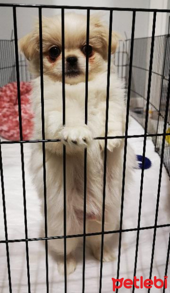 Pekingese, Köpek  Puppy fotoğrafı