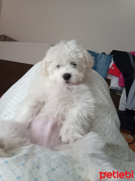 Maltese, Köpek  Cookie fotoğrafı