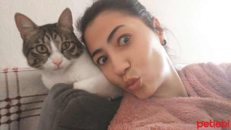 Tekir Kedi, Kedi  boncuk fotoğrafı