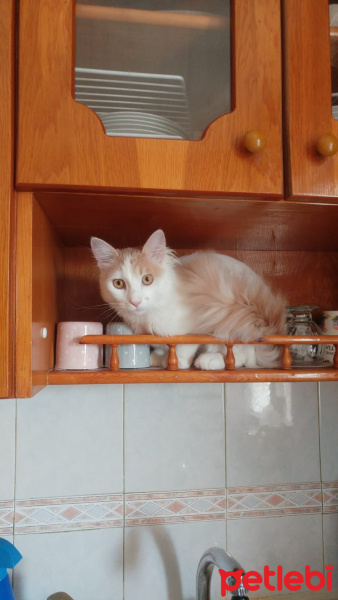 Tekir Kedi, Kedi  tokmak fotoğrafı