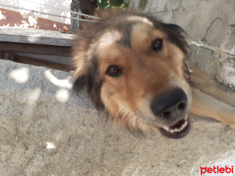 Sokö (Sokak Köpeği), Köpek  Hasanahr fotoğrafı