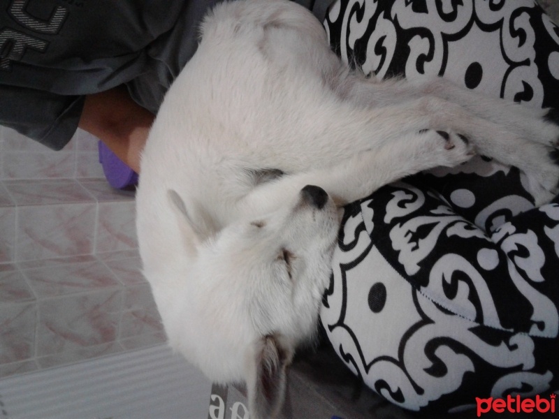 Samoyed, Köpek  Max fotoğrafı