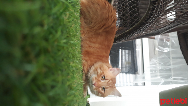 Tekir Kedi, Kedi  Ceku fotoğrafı