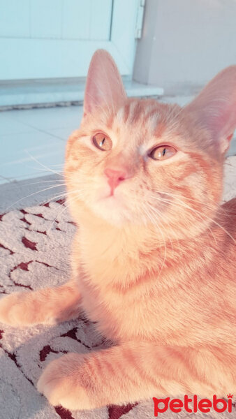 Sarman, Kedi  Lena fotoğrafı