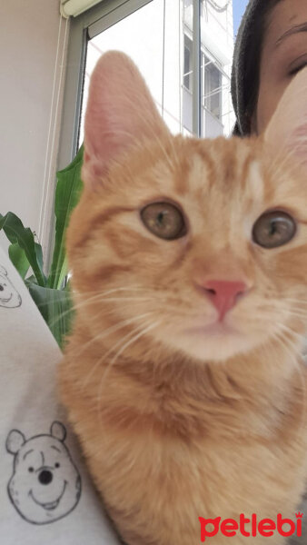 Sarman, Kedi  Lena fotoğrafı