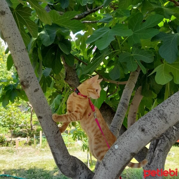 Sarman, Kedi  Lena fotoğrafı