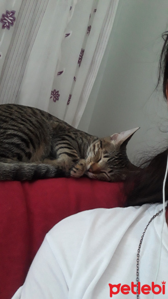 Tekir Kedi, Kedi  Gofret fotoğrafı