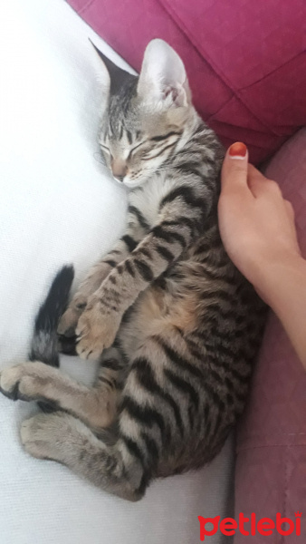 Tekir Kedi, Kedi  Gofret fotoğrafı