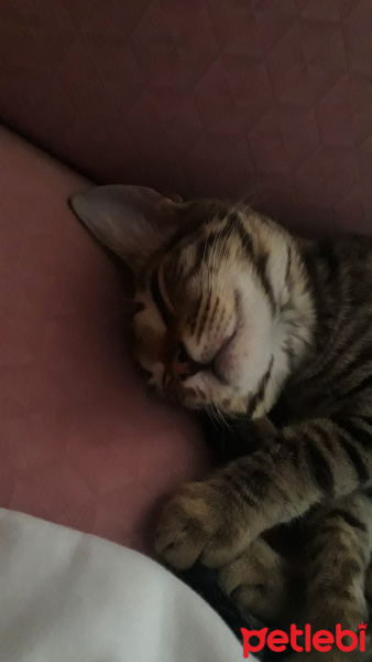 Tekir Kedi, Kedi  Gofret fotoğrafı