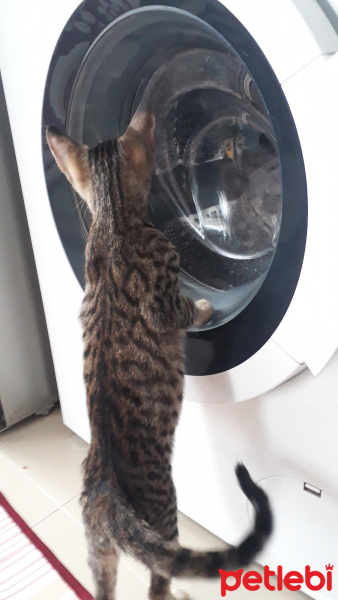 Tekir Kedi, Kedi  Gofret fotoğrafı