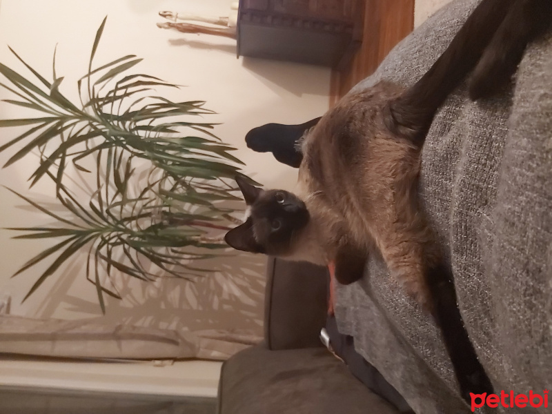 Siyam Kedisi, Kedi  Kizimm fotoğrafı