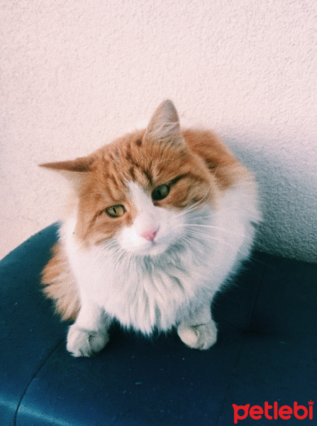 Sarman, Kedi  Momo fotoğrafı