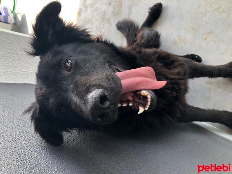 Sokö (Sokak Köpeği), Köpek  Karamel fotoğrafı