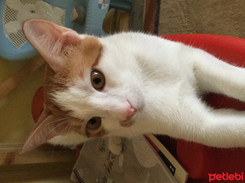 Sarman, Kedi  Minnoş fotoğrafı