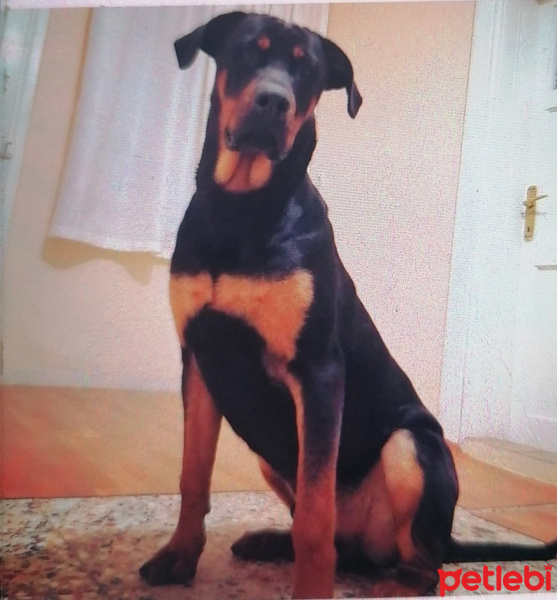 Rottweiler, Köpek  Pablo fotoğrafı