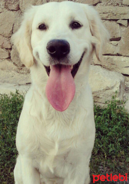 Golden Retriever, Köpek  Balım fotoğrafı