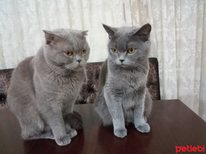British Shorthair, Kedi  Badem fotoğrafı