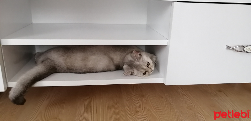 Scottish Fold, Kedi  Naz fotoğrafı