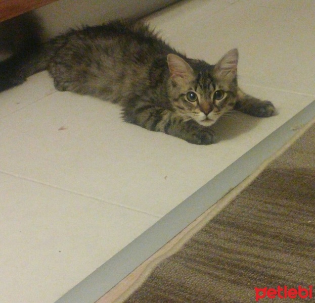 Tekir Kedi, Kedi  kompiş fotoğrafı