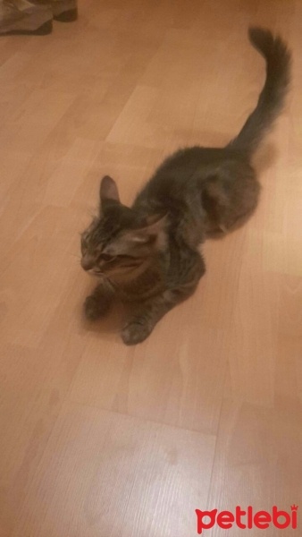 Tekir Kedi, Kedi  kompiş fotoğrafı