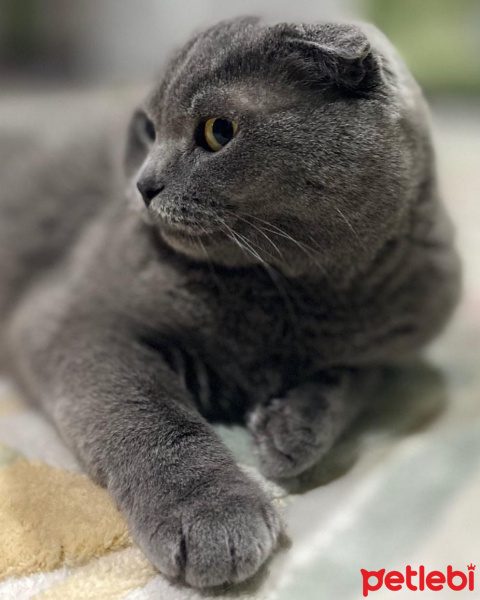 Scottish Fold, Kedi  Badem fotoğrafı