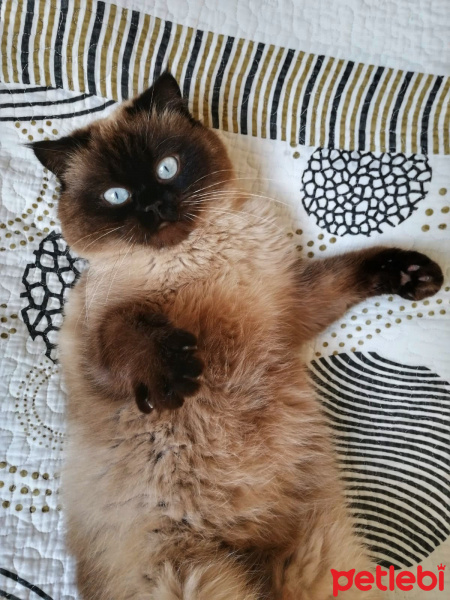 Exotic Shorthair, Kedi  Carla fotoğrafı