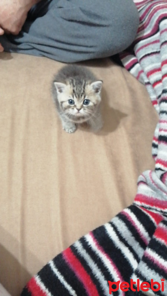 British Shorthair, Kedi  Duman fotoğrafı