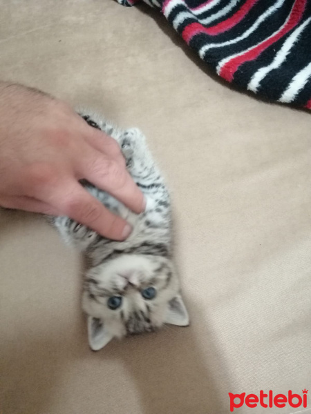 British Shorthair, Kedi  Duman fotoğrafı