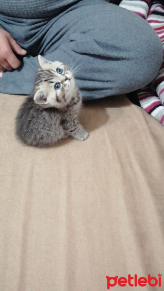 British Shorthair, Kedi  Duman fotoğrafı