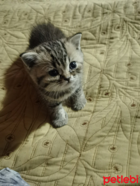 British Shorthair, Kedi  Duman fotoğrafı