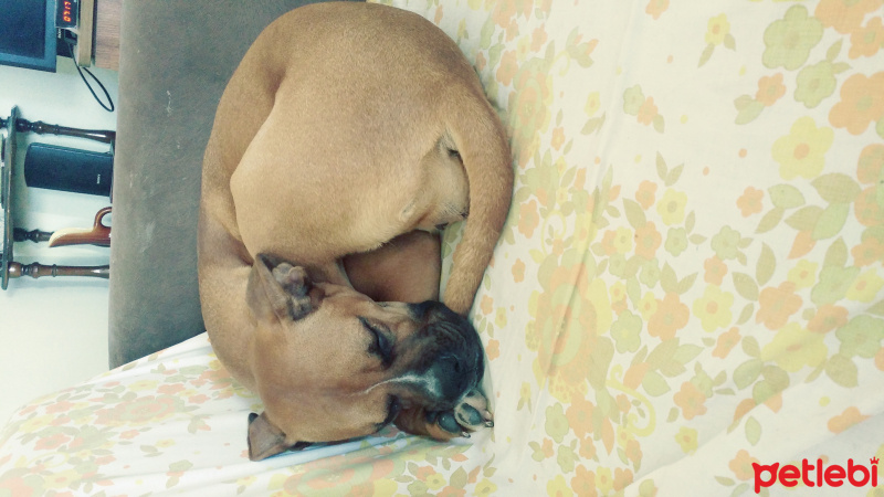 Boxer, Köpek  Ceku fotoğrafı