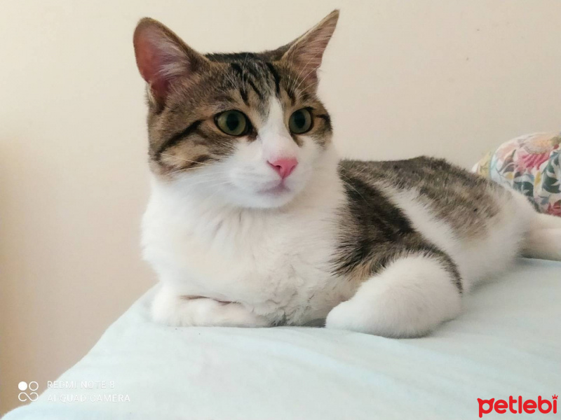 Tekir Kedi, Kedi  Paşa fotoğrafı