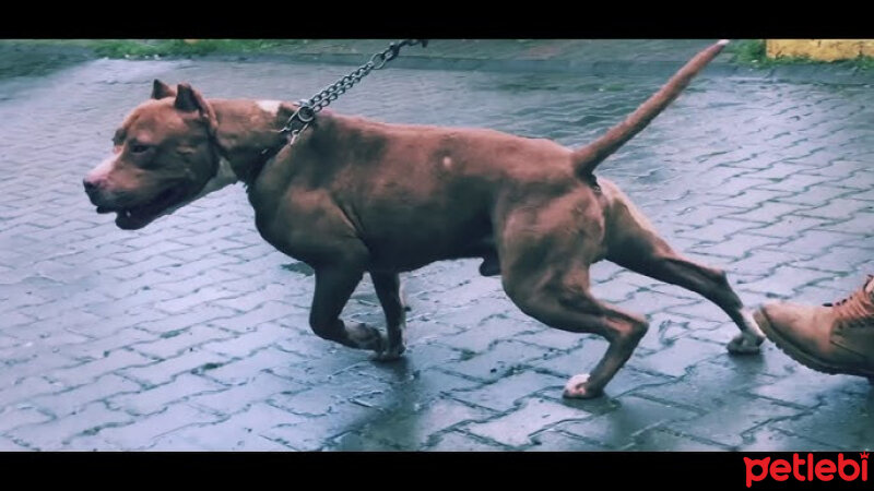 Amerikan Pitbull Terrier, Köpek  Boyka fotoğrafı